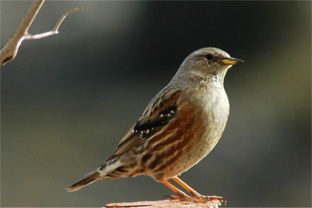 Sordone - Prunella collaris